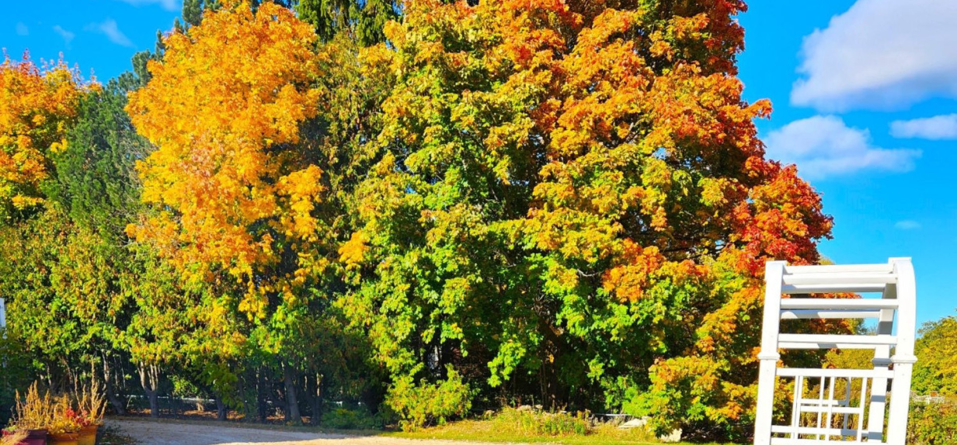 Fall lobster pot 10.22.23 website caracel